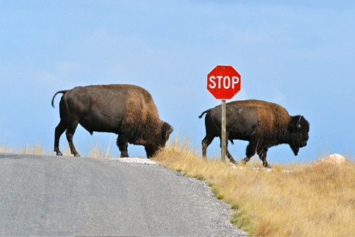 bison-stop-sign