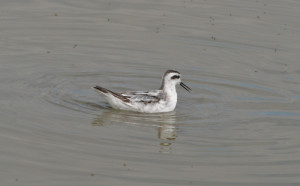 wilsons-phalarope