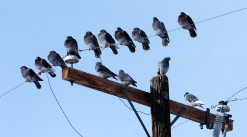 pigeons in a row copy