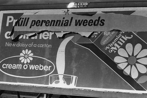 kill perennial weeds