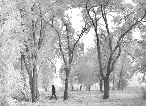 rime coated trees copy