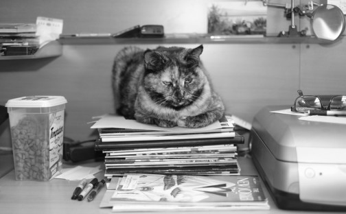 jezebel office cat