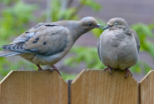 lovey doves