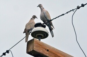 doves on a wire