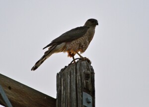 hawk with rat