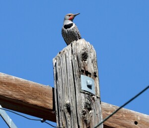 northern flickr atop pole